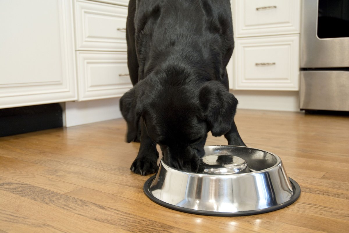 Iconic Pet Slow Feed Stainless Steel Dog and Cat Bowl， 2 count