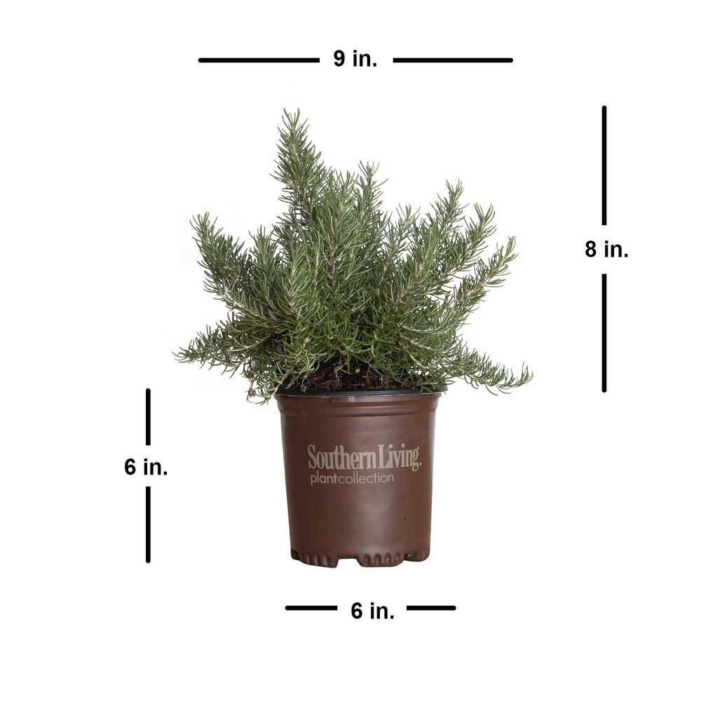 SOUTHERN LIVING 2.5 Qt. Chef's Choice Rosemary - Live Potted Herb Plants 7454Q