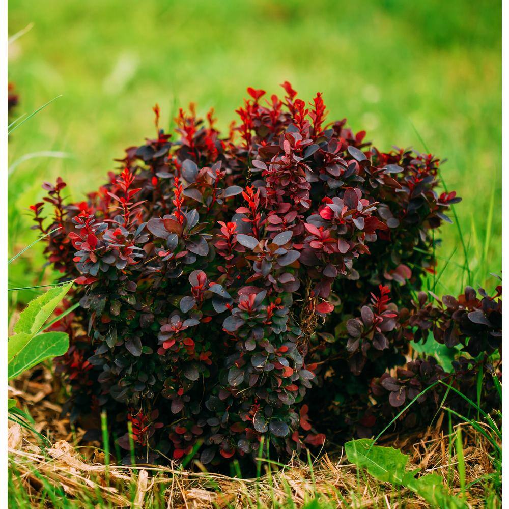 Online Orchards 1 Gal. Royal Burgundy Compact Barberry Shrub with Richly Colored Foliage and Little Maintenance Required SBBB006