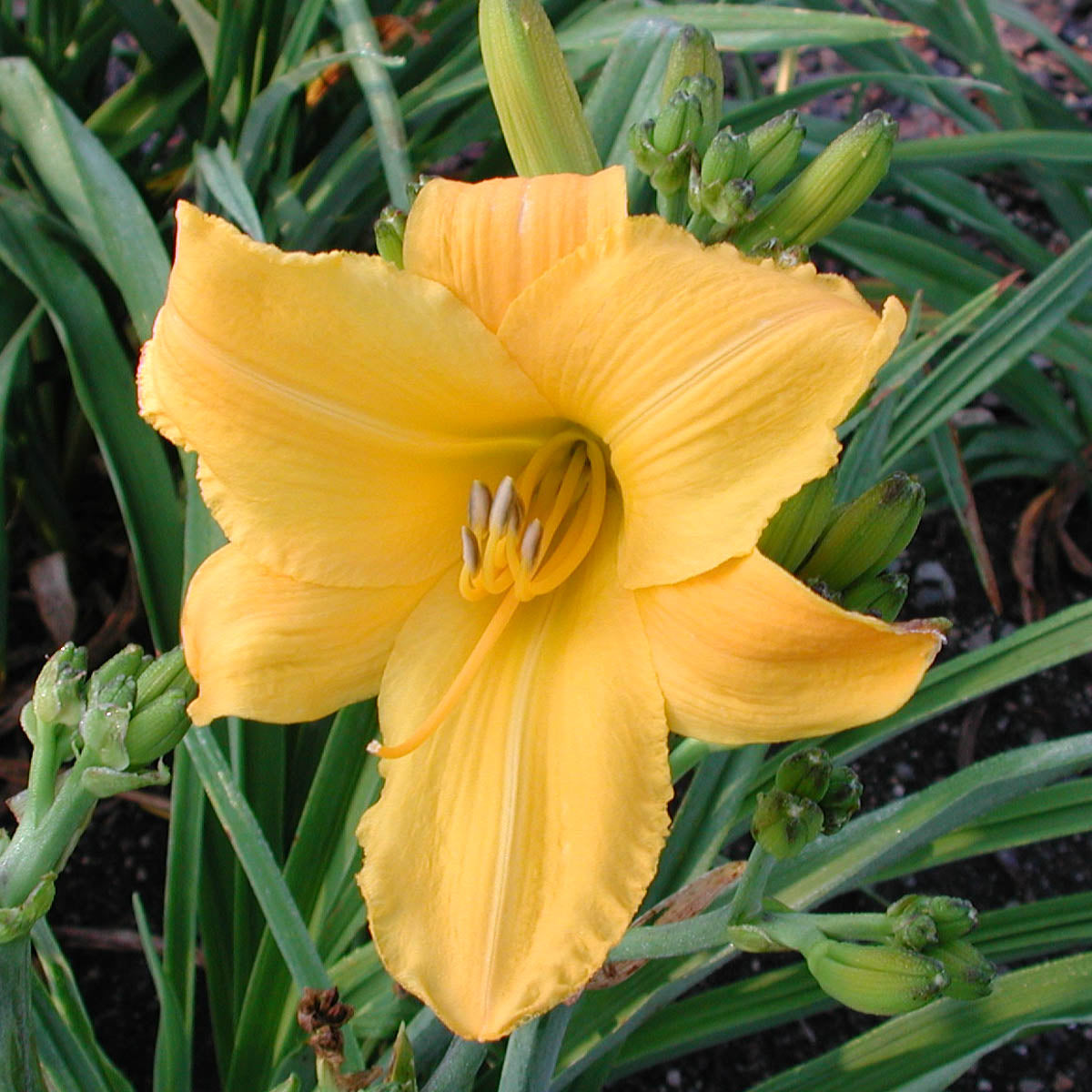 Buttered Popcorn Yellow Flowering Daylily (Hemerocallis) Dormant Bare Root Perennial Plant， 1-Pack