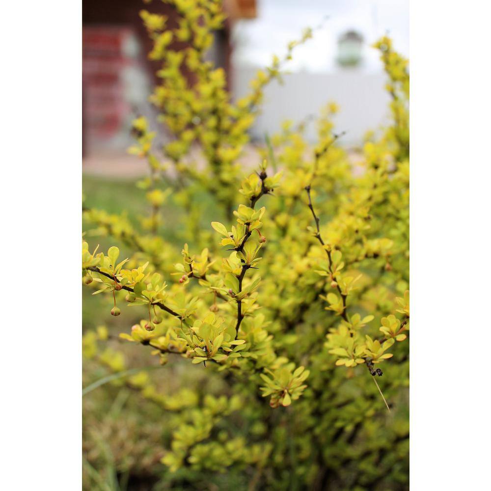 Online Orchards 1 Gal. Dwarf Golden Barberry Shrub with Exceptionally Bright Yellow Foliage SBBB002