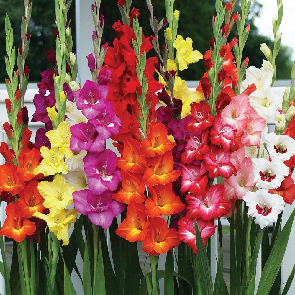 VAN ZYVERDEN Gladiolus Large Flowering Endless Summer Mixture (Set  of 25 Bulbs) 84522