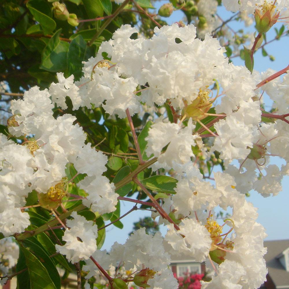 Natchez Crape Myrtle Tree