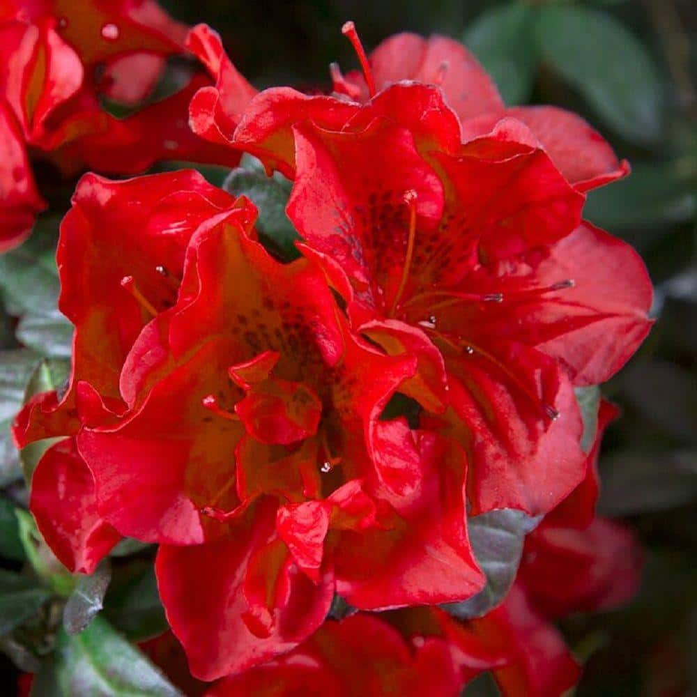 ENCORE AZALEA 1 Gal. Autumn Fire Shrub with True Red Reblooming Flowers 80541