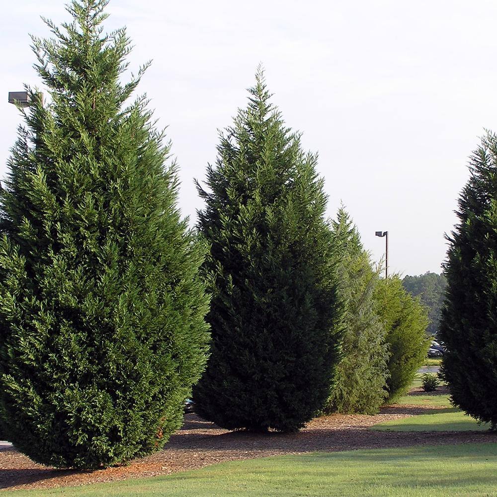 7 Gal. Leyland Cypress Evergreen Tree with Green Foliage 15650