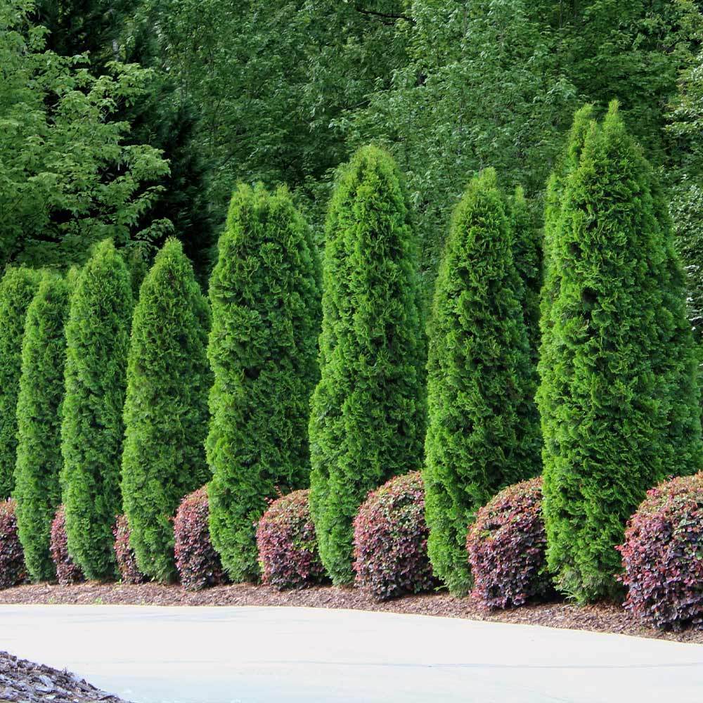 Emerald Green Arborvitae