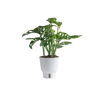 Costa Farms Trending Tropicals Little Swiss Cheese Monstera Indoor Plant in 6 in. White Pot Avg. Shipping Height 1-2 ft. CO.1.41MON.3.TR