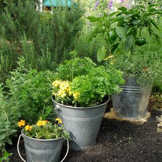 Bonnie Plants 2.32 qt. Green Bell Sweet Pepper Plant 2100