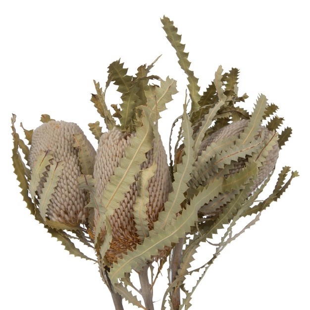 Vickerman Banksia Menziesii Dried