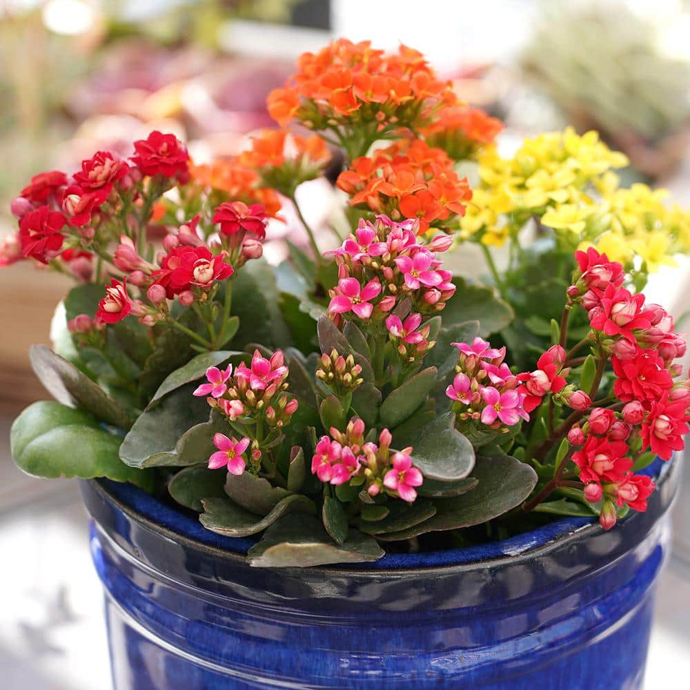 ALTMAN PLANTS 3-Pack 2.5 in. Kalanchoe Bloss Live Succulents in Assorted Colors with White Ceramic Pots 0872859