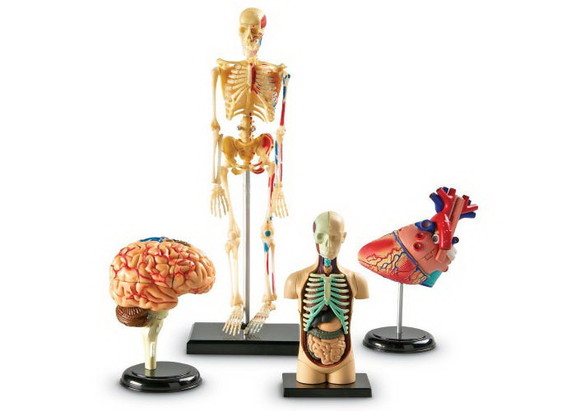 Learning Resources LER3338 Anatomy Models Set