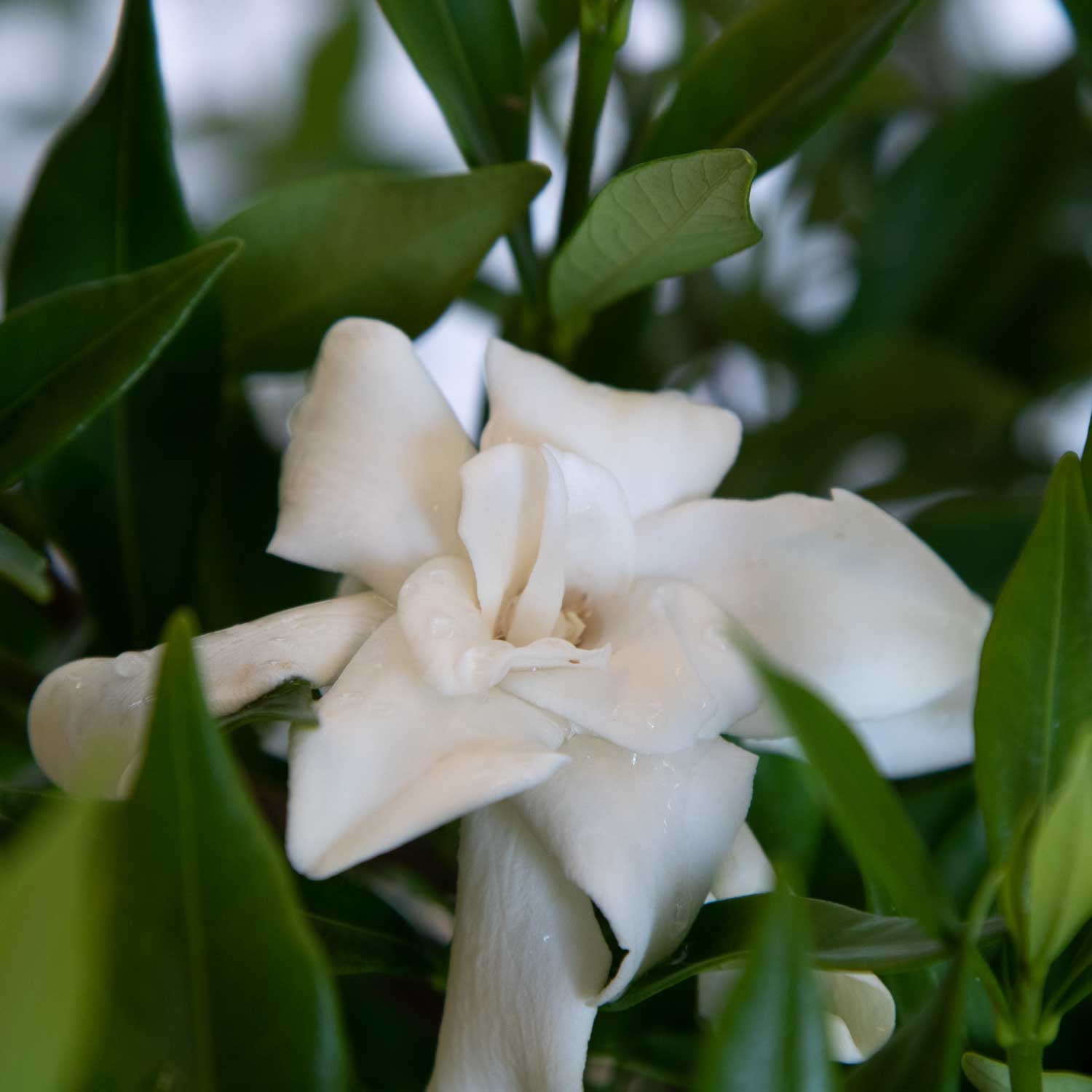 Frost Proof Gardenia (2.5 Quart) Blooming Evergreen Shrub with Fragrant White Flowers - Full Sun Live Outdoor Plant