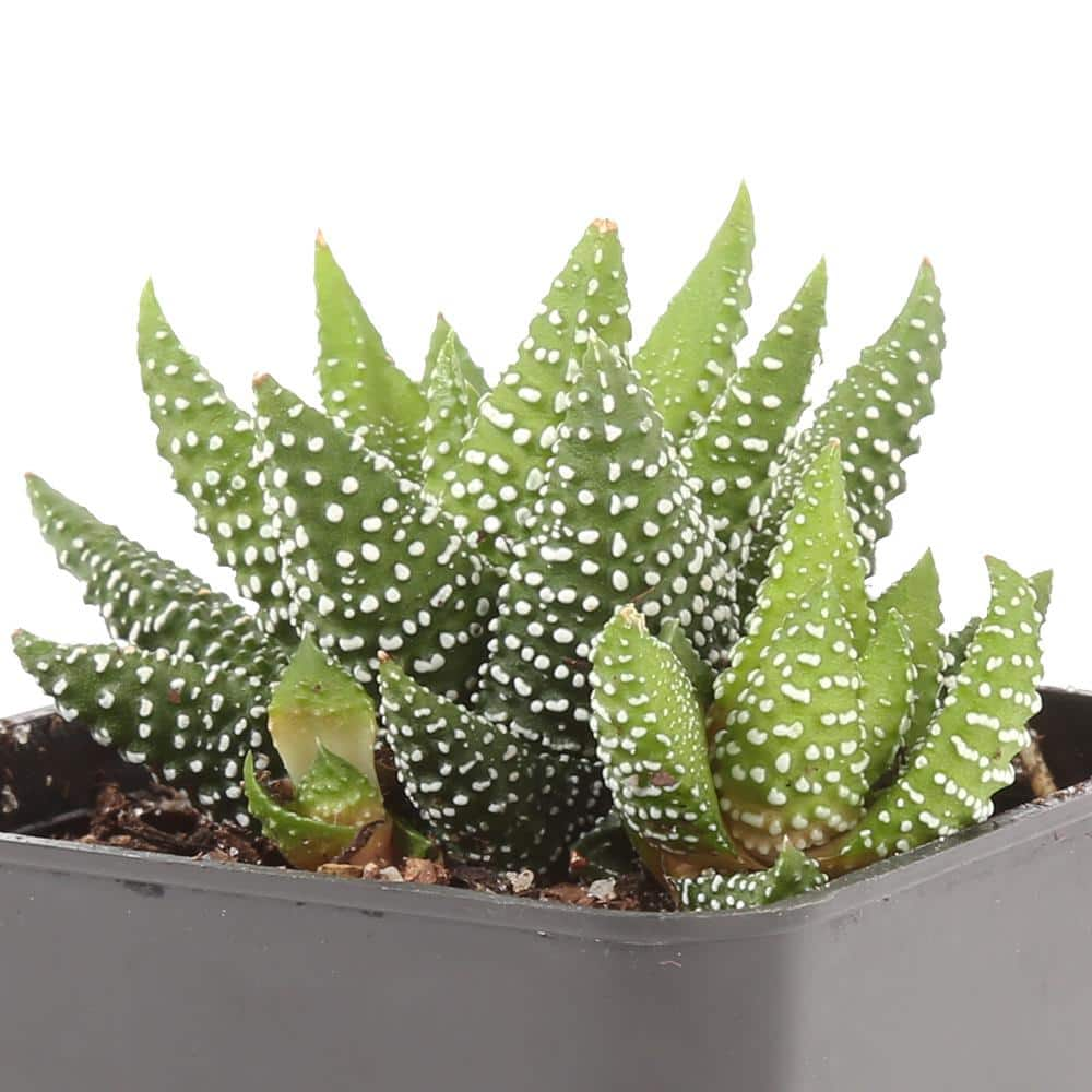 Costa Farms Small Assorted Haworthia Succulents in 2.5 in. Grower Pot， Avg. Shipping Height 3 in. Tall (4-Pack) 2SUCCHAWGROW4PK