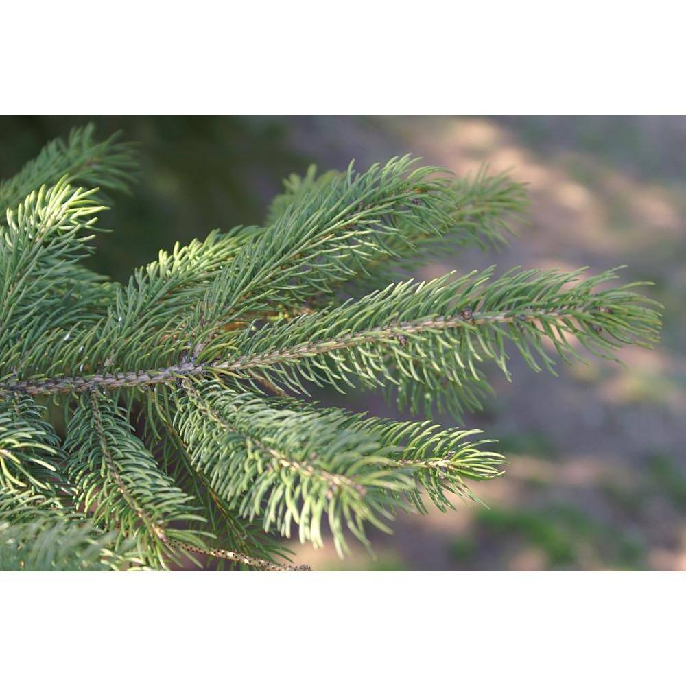 Online Orchards 1 Gal. Dwarf Alberta Spruce Shrub Aromatic and Soft Evergreen Foliage Almost no Maintenance Required CFSP001