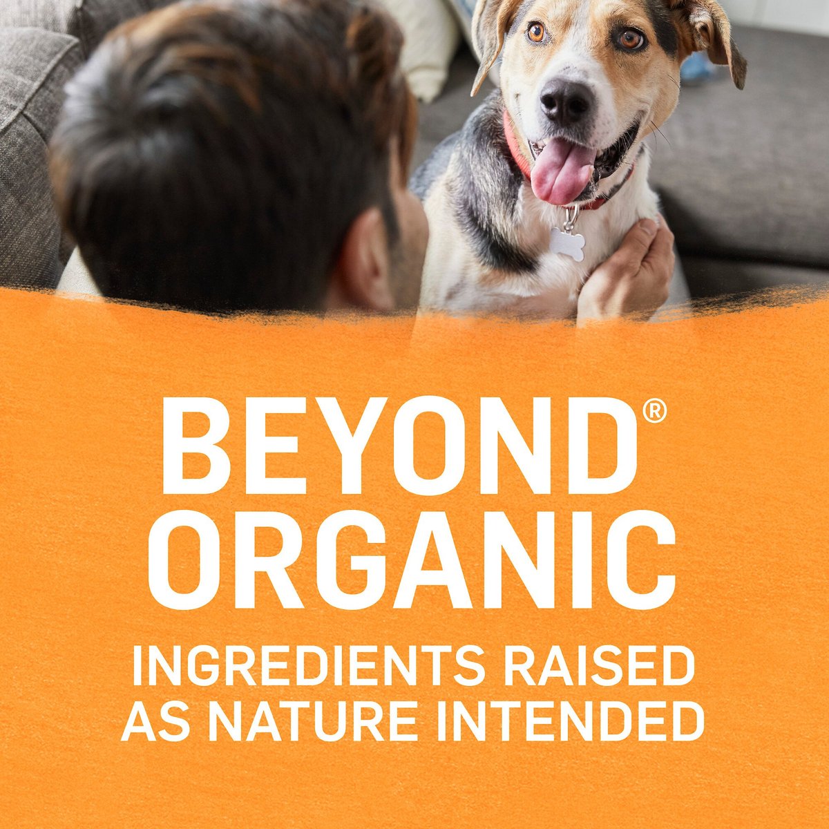 Purina Beyond Organic Chicken and Carrot Recipe Wet Dog Food， 13-oz can， case of 12