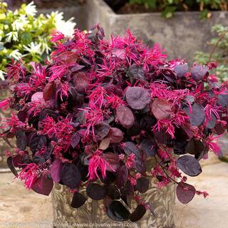 PROVEN WINNERS 2 Gal. Jazz Hands Bold Loropetalum Flowering Shrub with Dark Purple Black Leaves and Showy Pink Blooms 11394