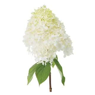 PROVEN WINNERS 3 Gal. Limelight Hardy Hydrangea (Paniculata) Live Shrub Green to Pink Flowers 11188