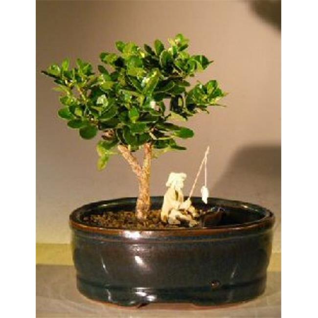 Bonsai Boy of New York e3060 Land and Water Pot Carissa Macrocarpa Flowering Dwarf Plum Bonsai Treeand#44; Small