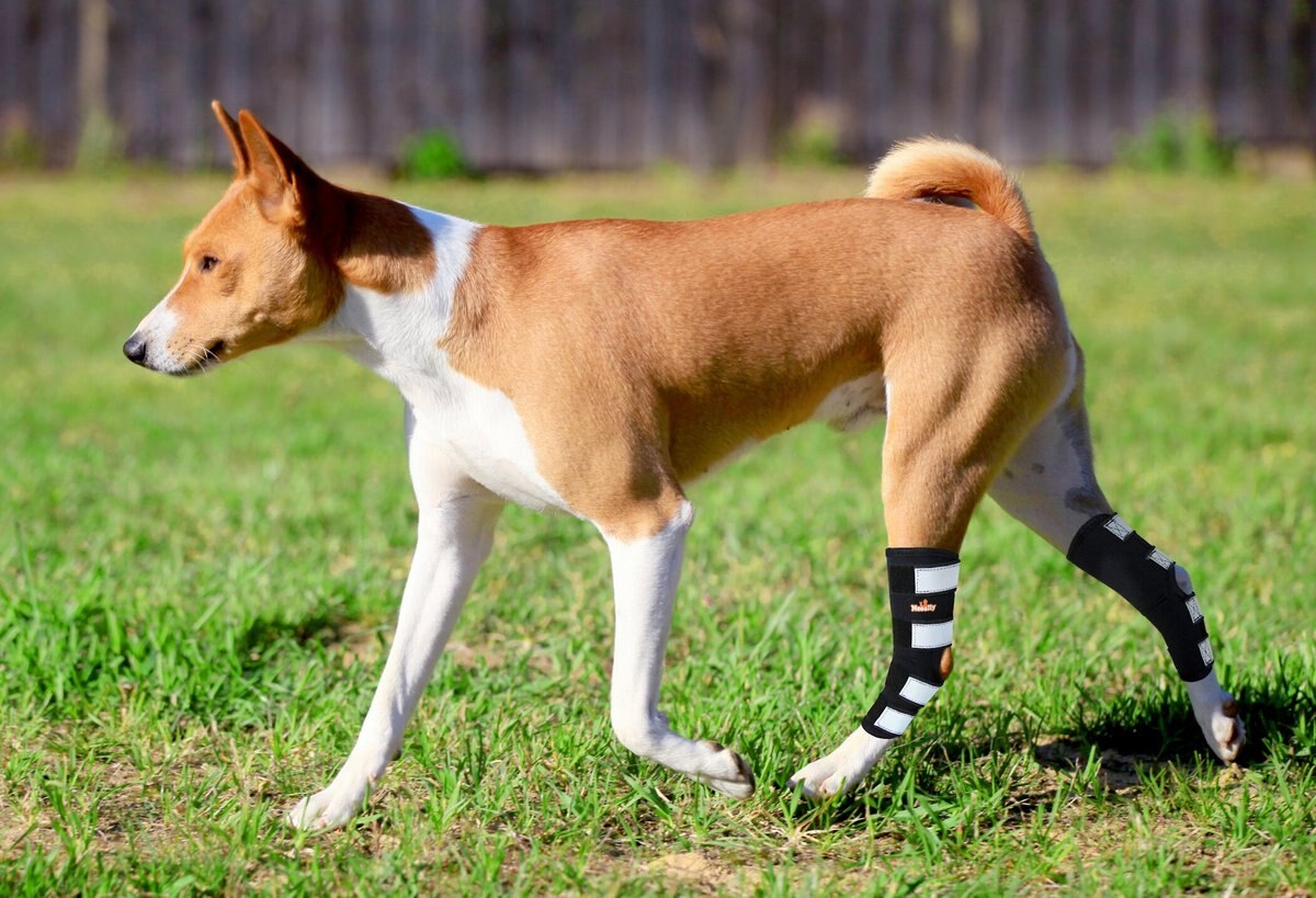 NeoAlly Rear Leg Dog Brace