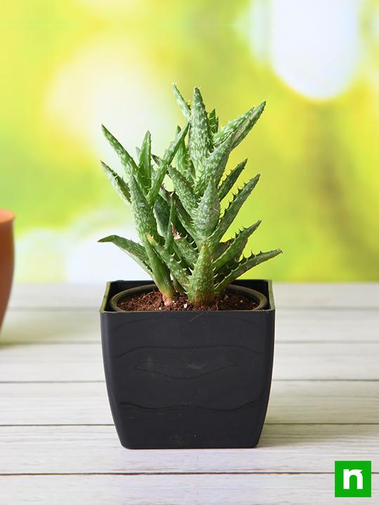 Aloe juvenna - Succulent Plant