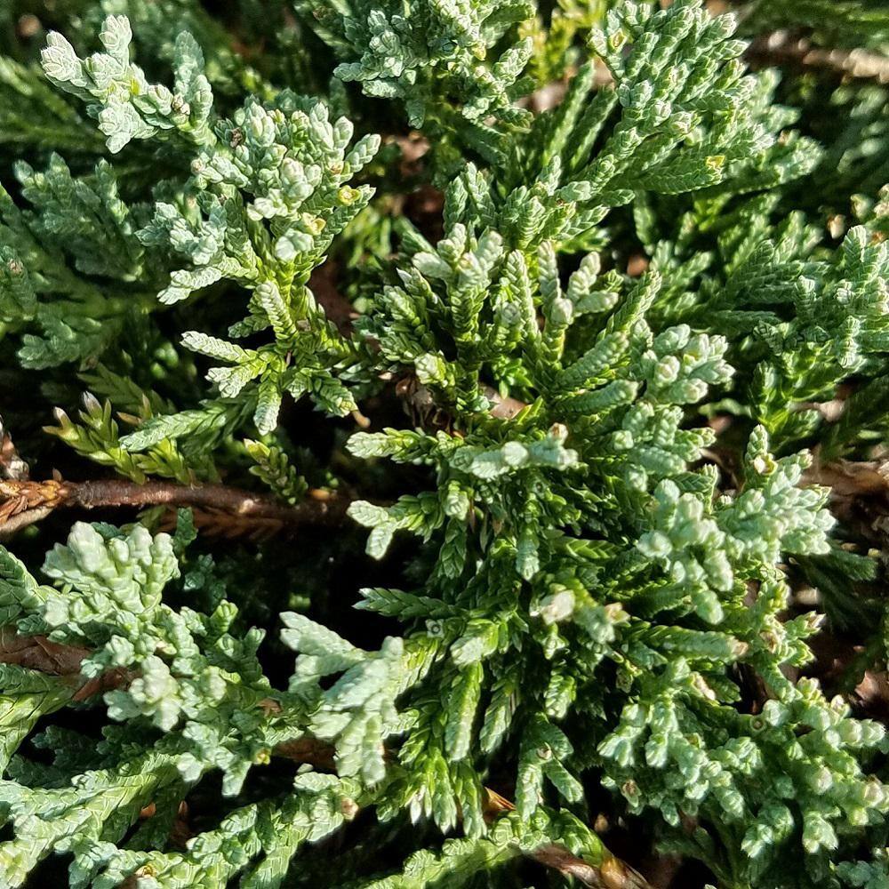 FLOWERWOOD 2.5 Qt. Blue Rug Juniper Evergreen Groundcover Shrub 3465Q