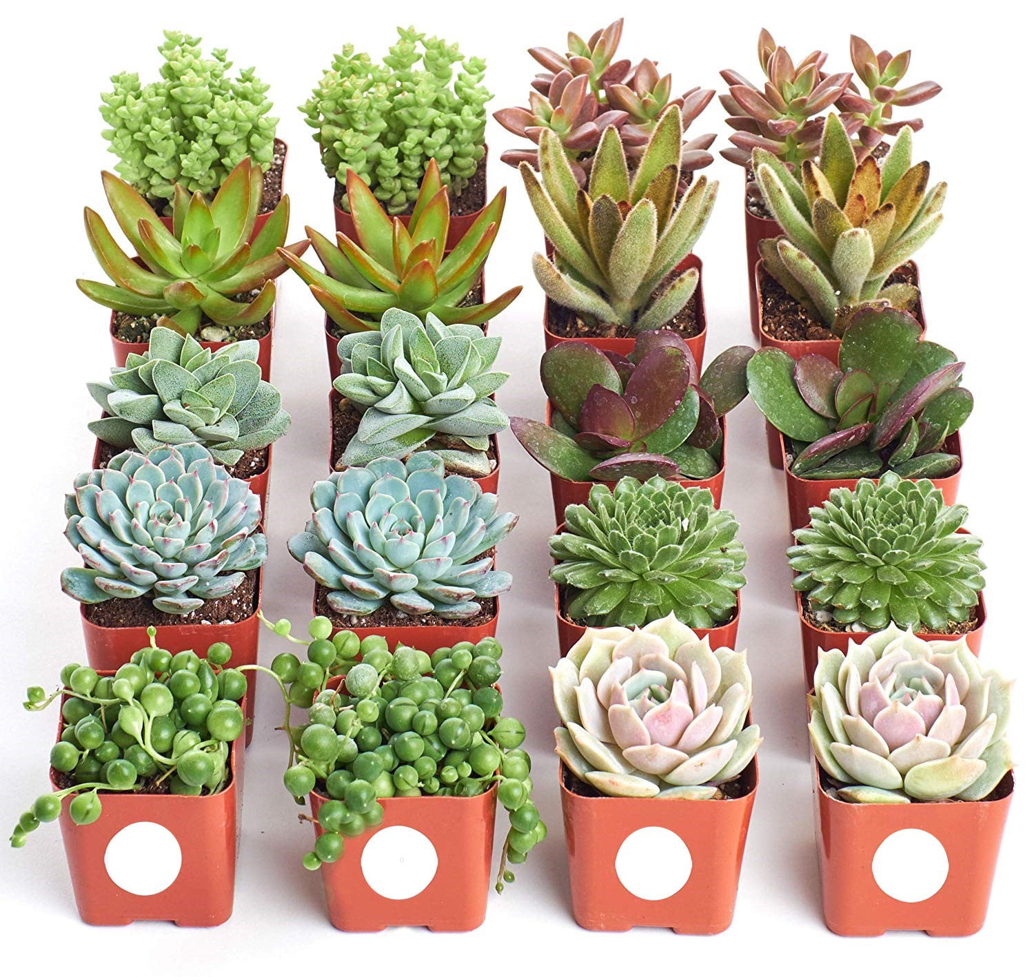 Home Botanicals Assorted Succulent (Collection of 64)