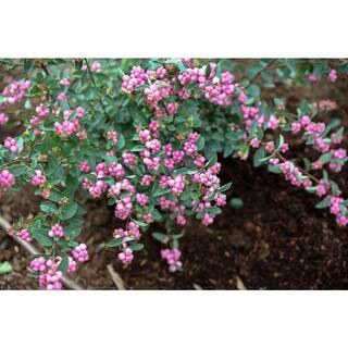 BLOOMIN' EASY 2 Gal. Pinky Promise Snowberry (Symphoricarpos) Live Shrub Gumball Pink Berries DGSZ5999