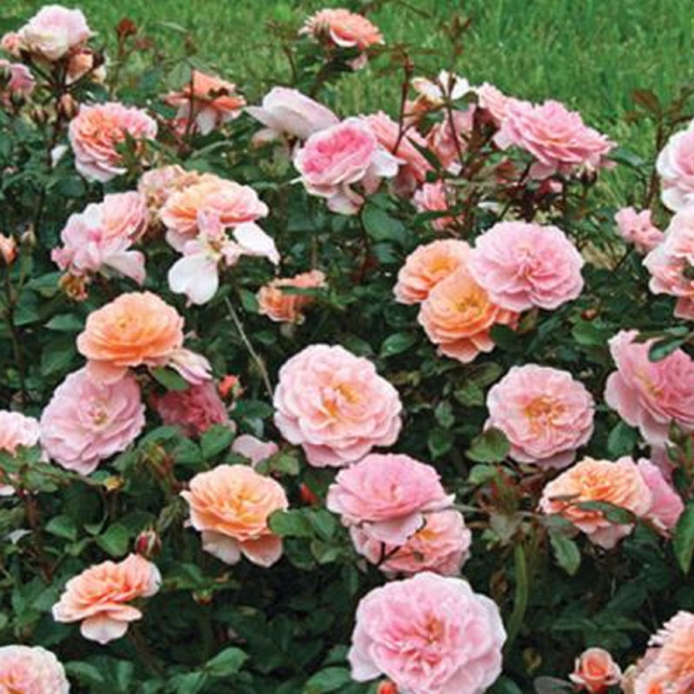 Apricot Drift Rose (2 Gallon) Low-Growing Deciduous Flowering Shrub - Full Sun Live Outdoor Plant