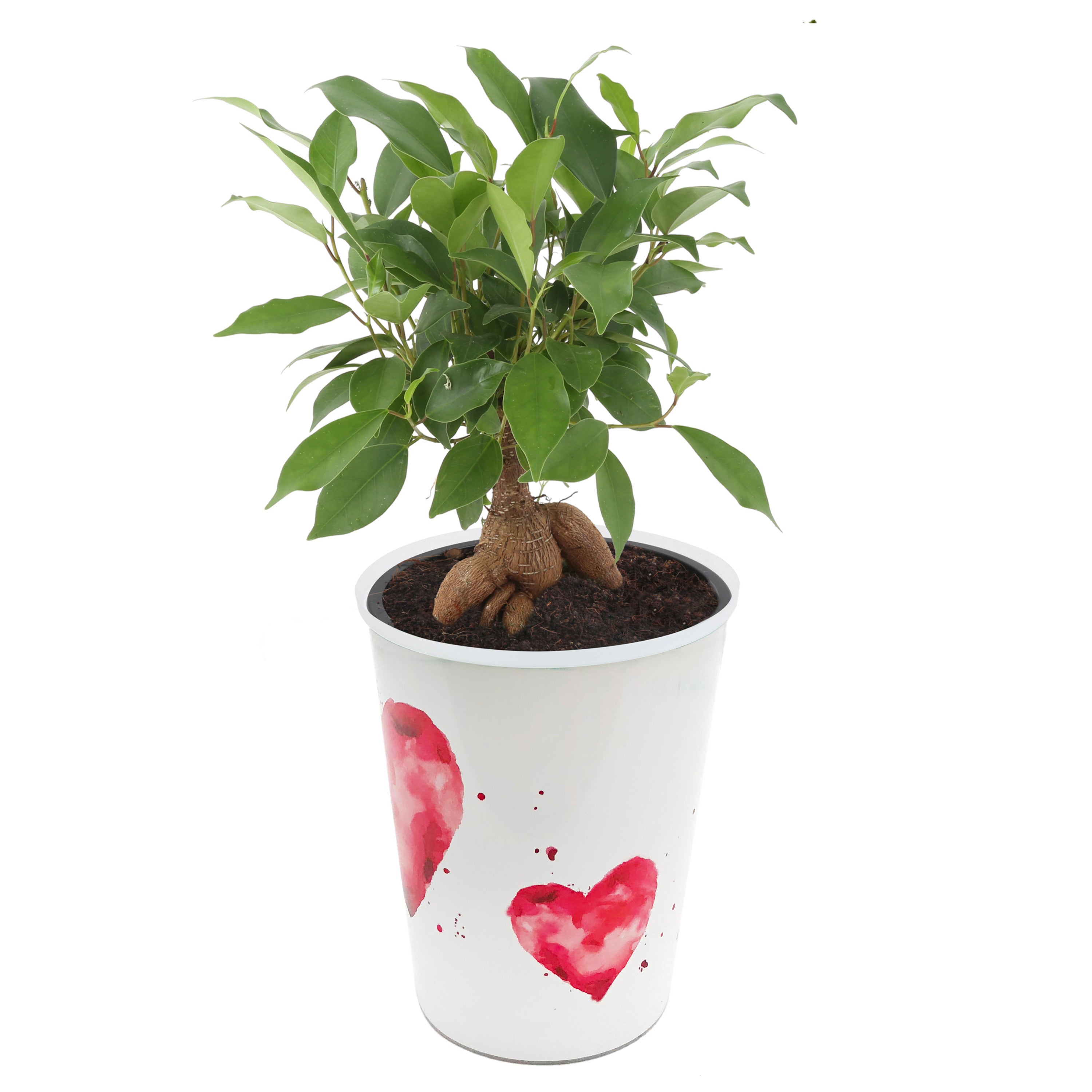 Costa Farms  Live Indoor 10in. Tall Green Bonsai; Bright， Indirect Sunlight Plant in 4in. Décor Pot