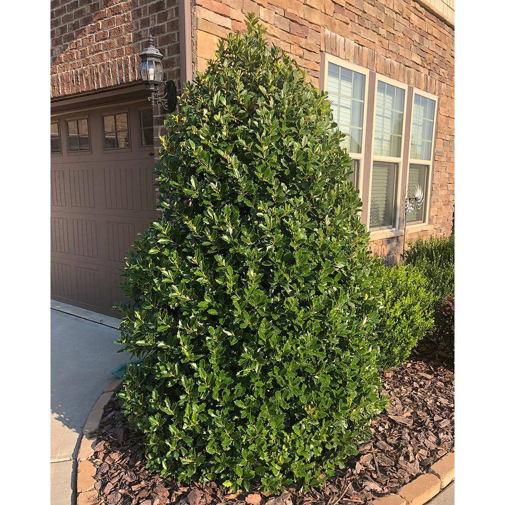 SOUTHERN LIVING 7 Gal. Oakland Holly Shrub with Bright Green Foliage 15833