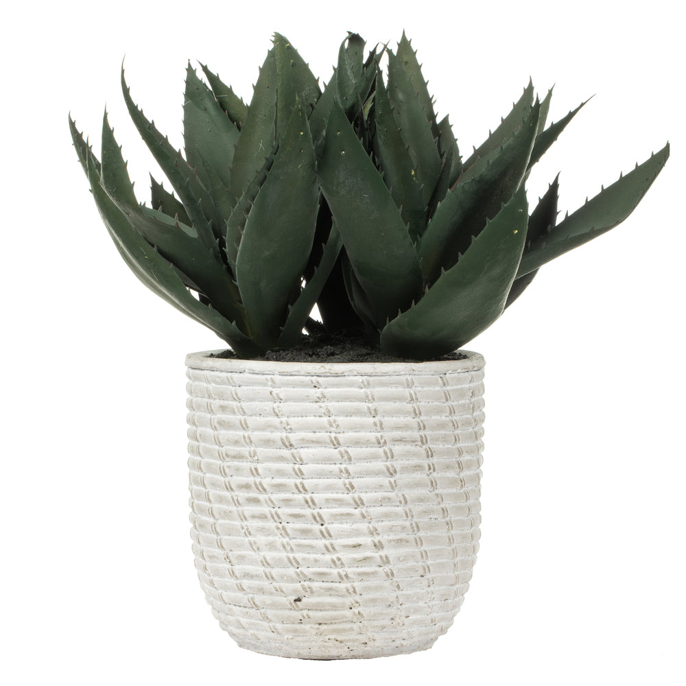 Green Succulent in Concrete Gray Pot