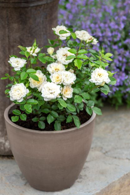 Bareroot Sunblaze® Bridal Miniature Rose with White Flowers - Live Plants - 2 Piece