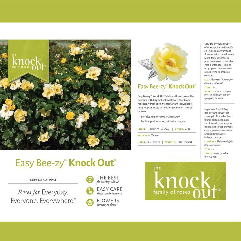 KNOCK OUT 1 Gal. Easy Bee-zy Knock Out Rose Bush with Yellow Flowers 13175