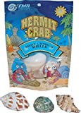 Florida Marine Research SFM33332 Hermit Crab Shell， Medium， 3-Piece per Pack