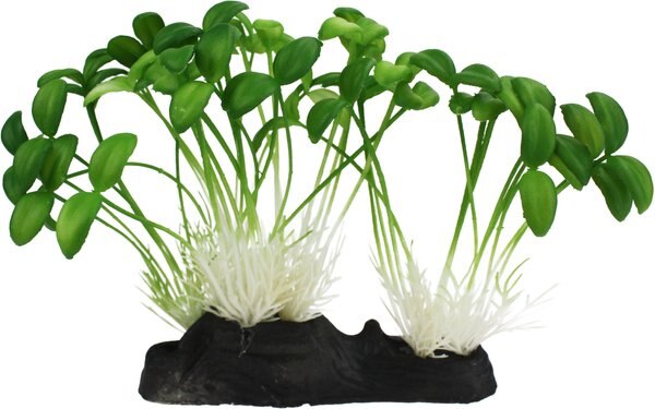 Komodo Sprouts Aquarium Plant， 5-in