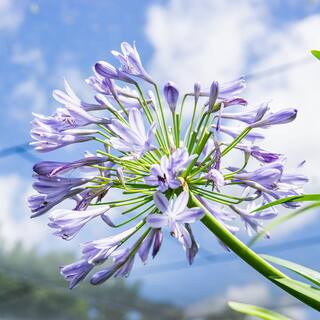 Blue Flowering Agapanthus Shrub in 1 Gal. Grower's Pot THD00005