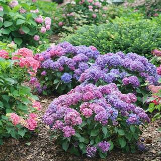 PROVEN WINNERS 4.5 in. qt. Let's Dance Lovable Bigleaf Hydrangea (Macrophylla) with Pink Purple and Blue Flowers HYDPRC2577800
