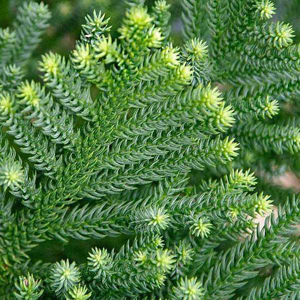 Araucaria Cunninghamii, Hoop Pine - 0.5 kg Seeds