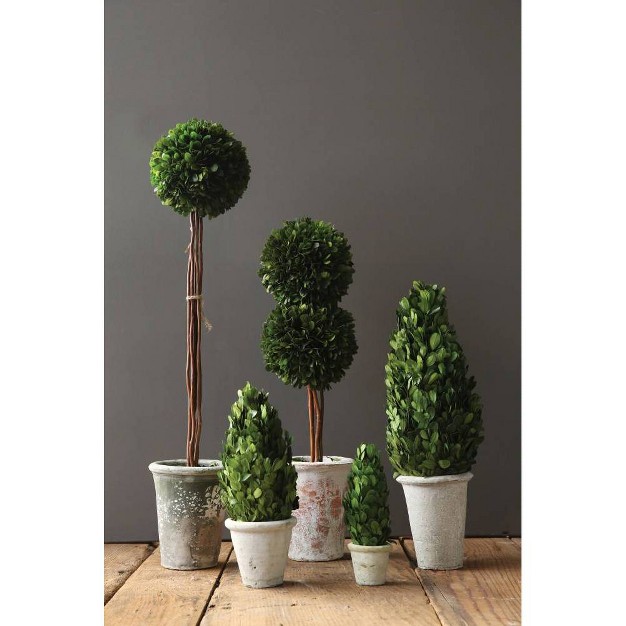 Boxwood Cone Topiary - Storied Home