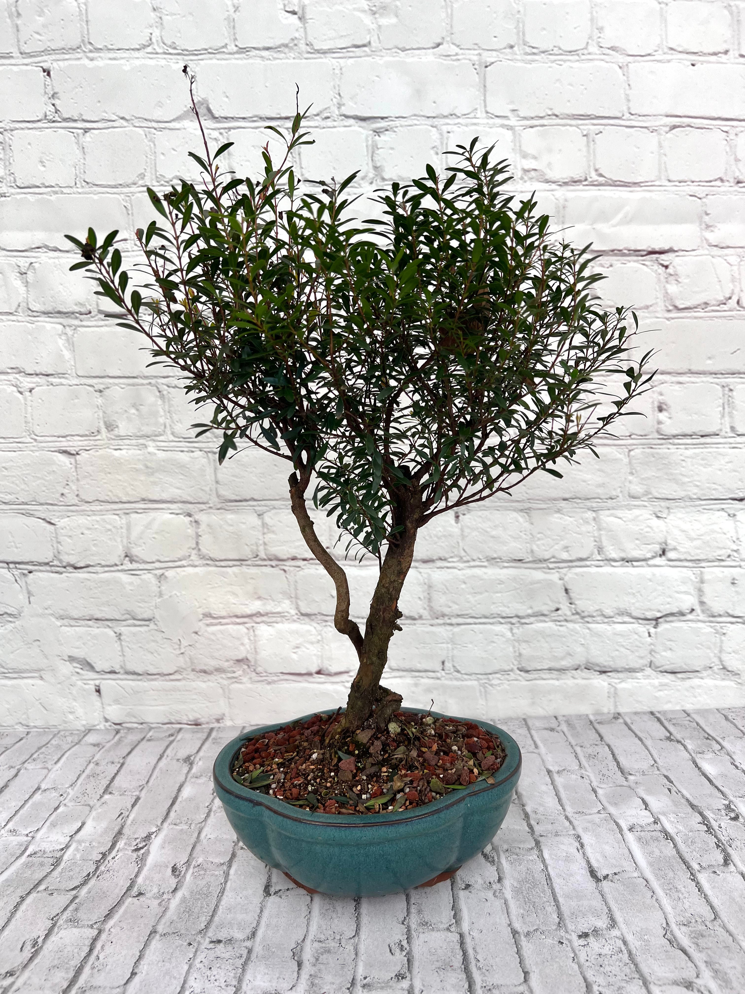 Live Plant Bonsai Syzygium Buxifolium