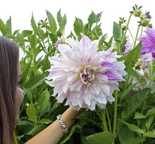 Blue Buddha Farm: Moms Special Dinnerplate Dahlia Bulb - Easy to Grow Indoor or Outdoor Perennial Plant