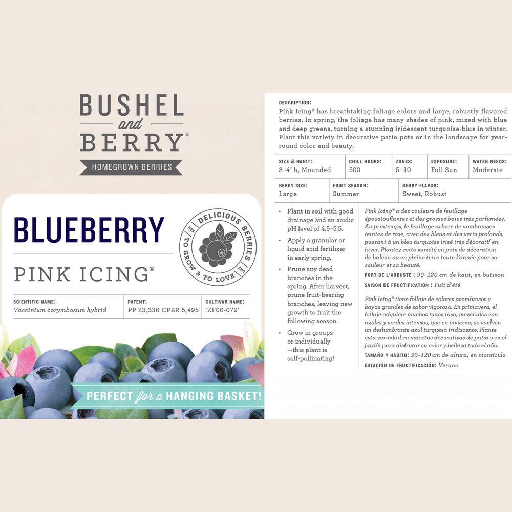 BUSHEL AND BERRY 2 Gal. Bushel and Berry Pink Icing Blueberry Live Plant 19575