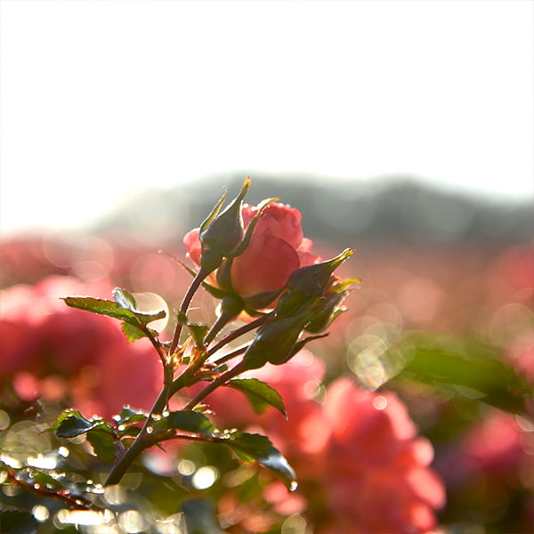 1 Gal. Coral Drift Rose Bush - Showy Vibrant Blooms