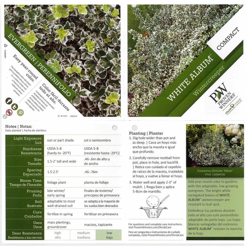 PROVEN WINNERS 1 Gal. White Album Wintercreeper (Euonymus) Live Shrub Green and White Foliage EUOPRC1036101