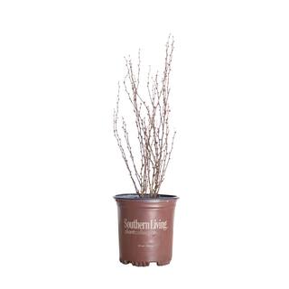 SOUTHERN LIVING 2.5 Qt. Orange Rocket Barberry Live Deciduous Plant Coral to Ruby Red Foliage 0433Q