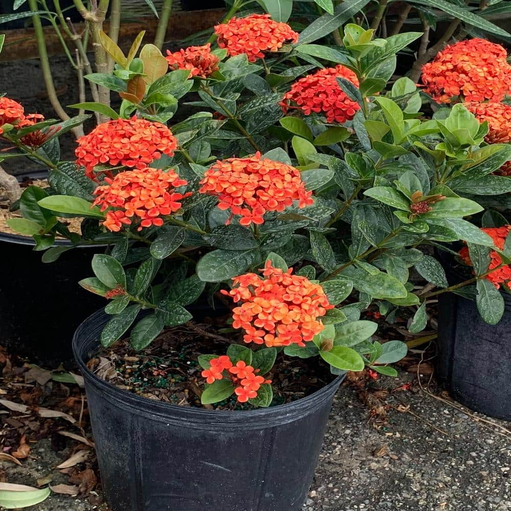 OnlinePlantCenter 10 in. Maui Red Ixora Flowering Shrub With Red Flowers IX022G3