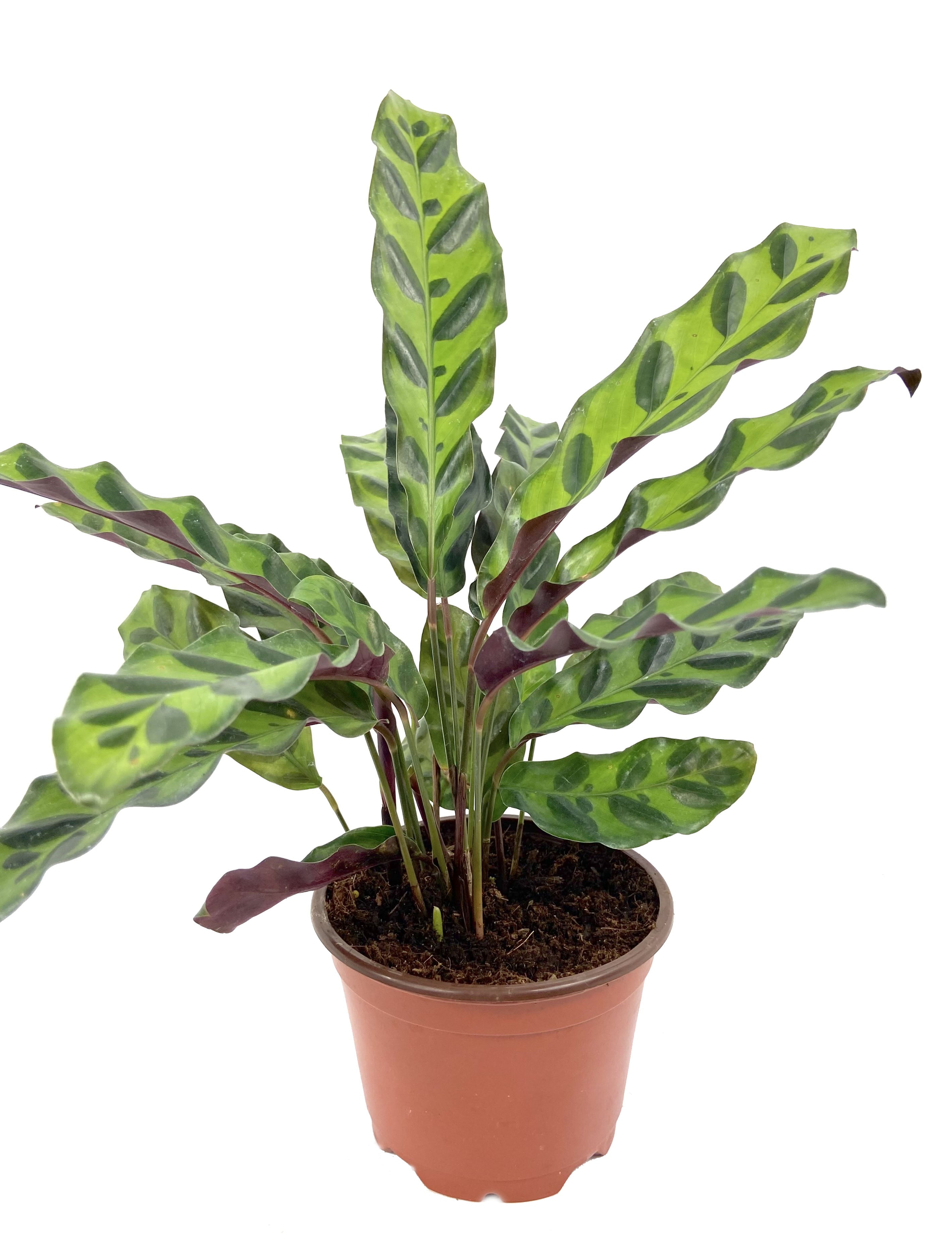 Rattlesnake Calathea - Live Plant in a 4 inch Pot - Calathea Lancifolia - Beautiful Air Purifying Indoor Houseplant