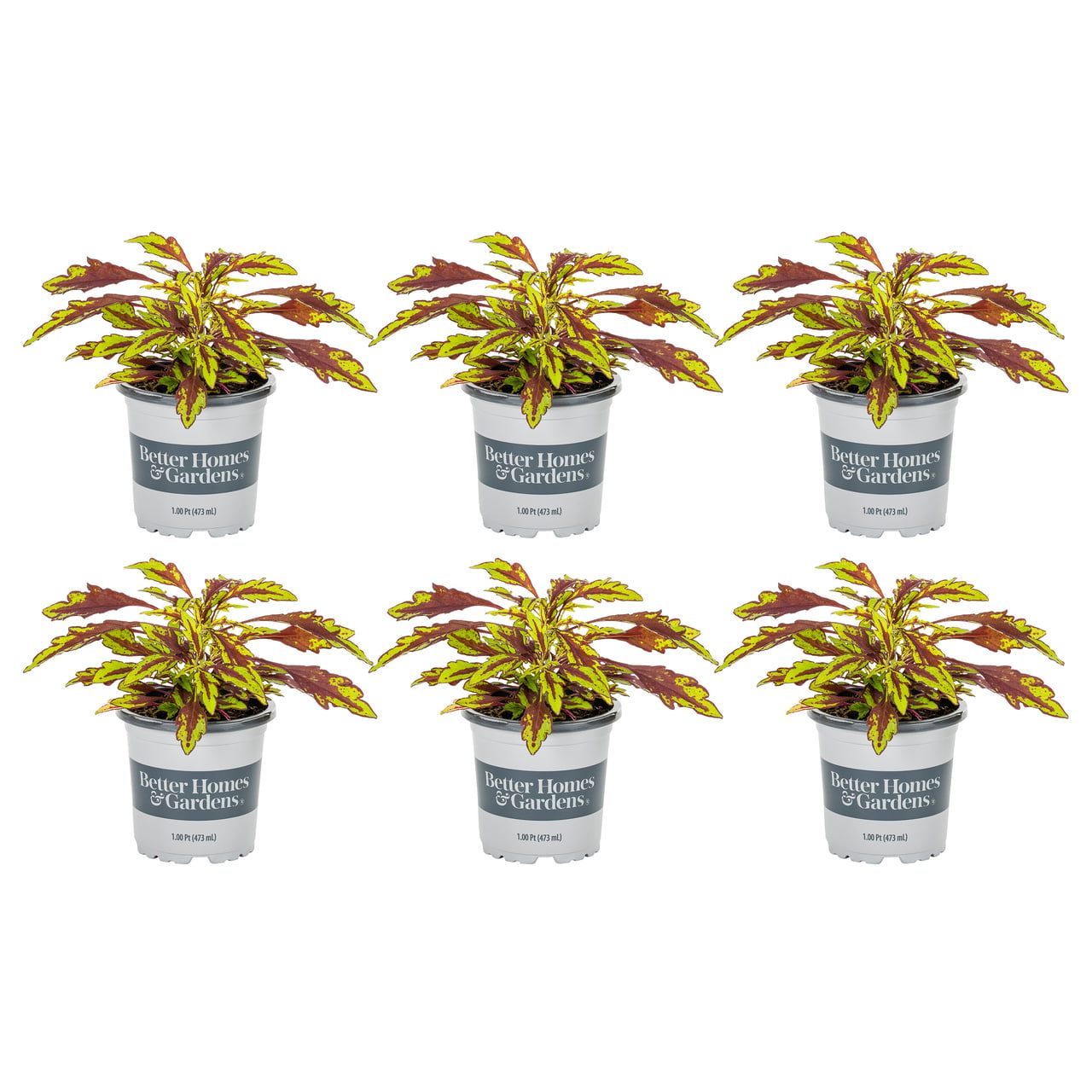 Better Homes and Gardens 1PT Multicolor Coleus Annual Live Plants (6 Pack) with Grower Pot