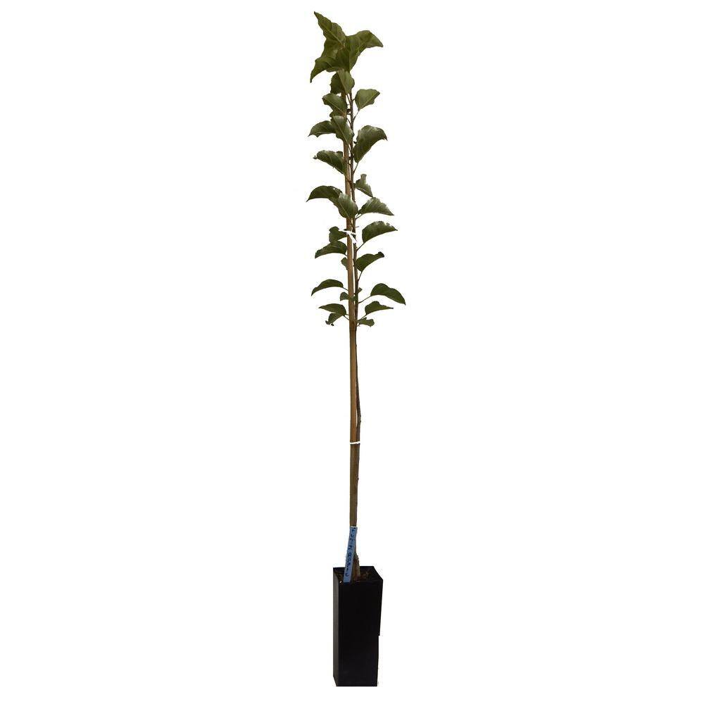 1 Gal. Fuji Deciduous Apple Tree APPFUJ01G