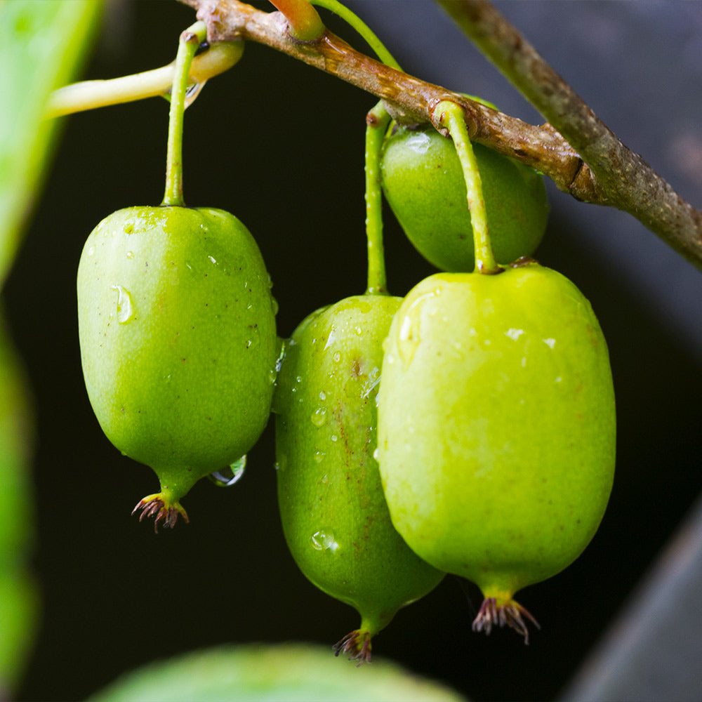 Prolific Kiwi - USDA Organic